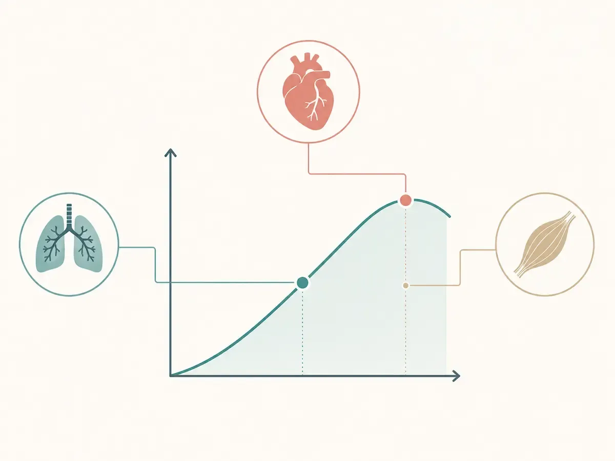 Esquema de la prueba de esfuerzo cardiopulmonar: curva de ejercicio con VO₂ m&aacute;ximo, umbral y respuesta coraz&oacute;n-pulm&oacute;n-m&uacute;sculo.